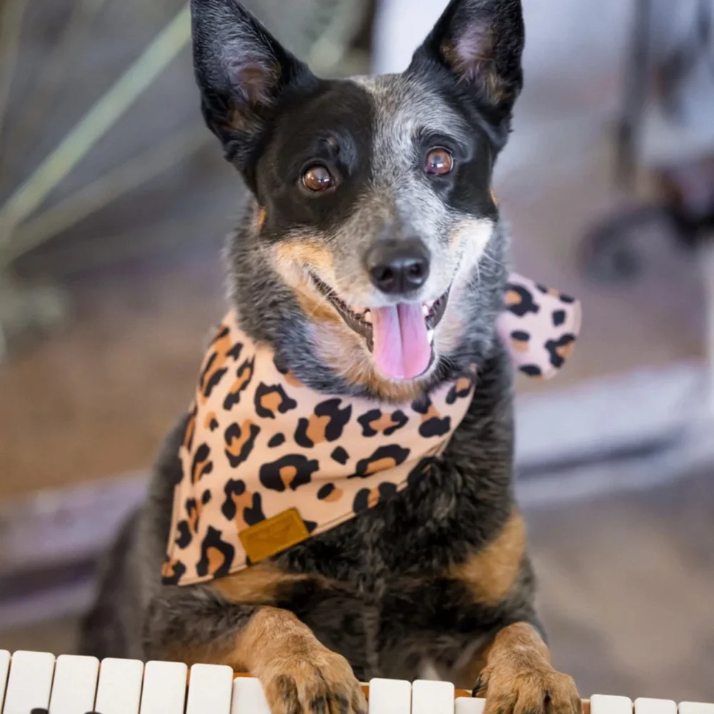Remy + Roo Leopard Print Pet Bandana